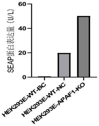 一种Apaf1基因敲除HEK293细胞系及构建方法和应用