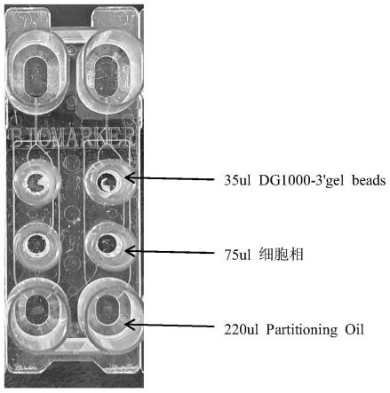 一种单细胞全长转录组文库的构建方法及其应用与流程