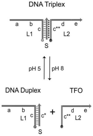 三链DNA图片