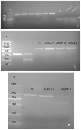 靶向TP53基因的sgRNA及其应用