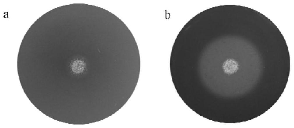 一种真菌Talaromycesendophyticus及其应用