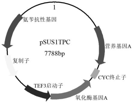 一种在马克斯克鲁维酵母菌株中表达外源基因的重组载体