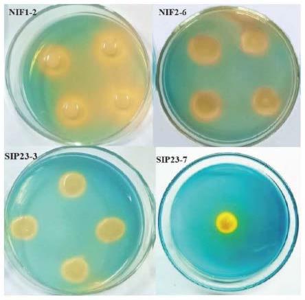 一种复合微生物菌肥及其制备方法和应用