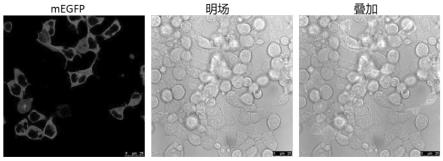 一种提高基因敲入效率的电穿孔转染体系制备方法与流程