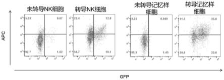 一种提高NK细胞慢病毒转导效率的方法