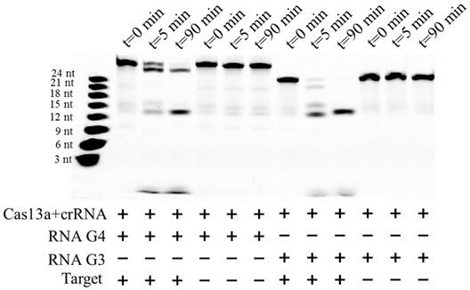 一种基于CRISPR/Cas13a的核酸检测试剂盒、检测方法及应用