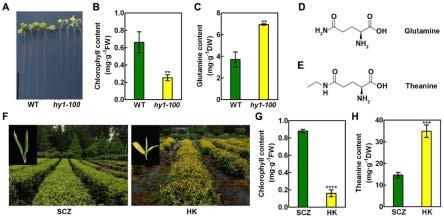 CsHO1在调控茶叶中茶氨酸的积累中的应用