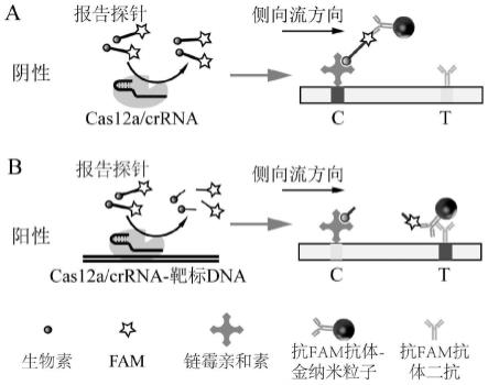 用于检测白血病BCR-ABL融合基因的引物组及其应用