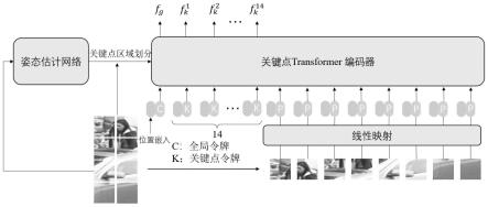 基于姿态估计和Transformer的遮挡行人重识别方法与流程