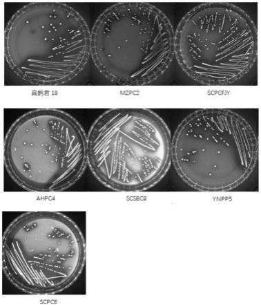 一种植物乳杆菌扁鹊君18、植物乳杆菌制剂及其应用的制作方法