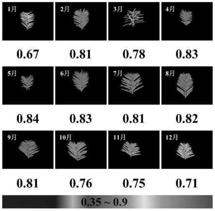 一种基于叶绿素荧光成像技术的红豆杉胁迫检测方法