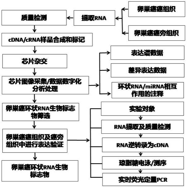 一种检测卵巢癌的环状RNA生物标志物、特异性引物对、试剂盒及其应用的制作方法