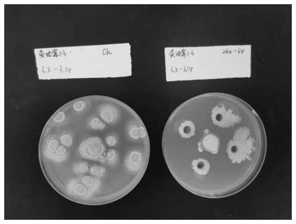 一种苏云金杆菌及其在抑制畜禽饲料霉菌中的应用的制作方法