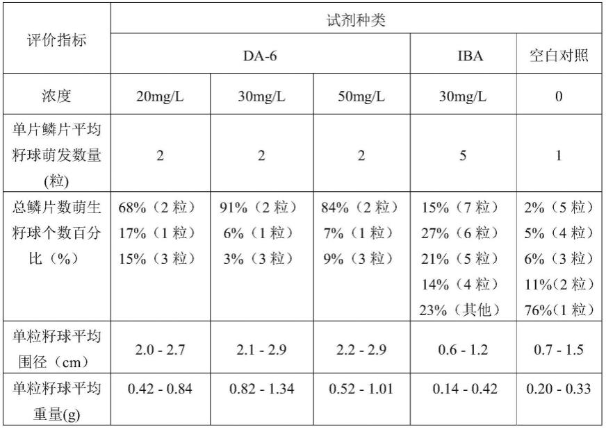 控制百合鳞片籽球萌发数量并促进籽球快速膨大的方法