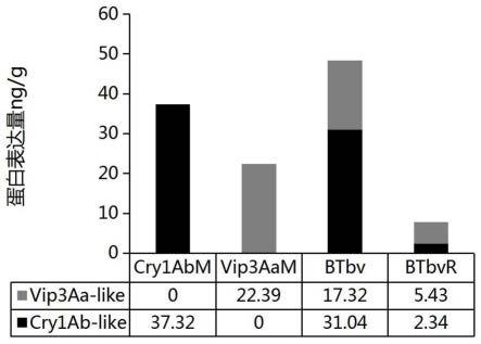 一种编码两种杀虫蛋白的智能设计基因BTbv及其应用