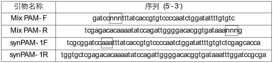 一种I-B型CRISPR-Cascade-Cas3基因编辑系统及应用