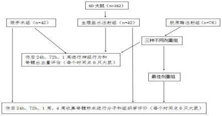 一种大鼠颈髓出血性损伤模型的构建方法及其应用