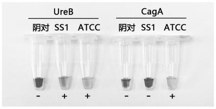 一种幽门螺杆菌双靶点的引物组合及其LAMP检测方法和应用