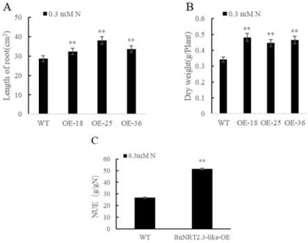 油菜BnNRT2.3-like基因及其表达载体在促进植物氮利用中的应用