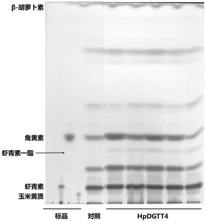 酯化基因用于对虾青素进行酯化的应用