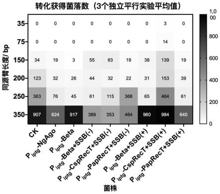 一种缩短同源臂长度的枯草芽孢杆菌基因组编辑方法与流程