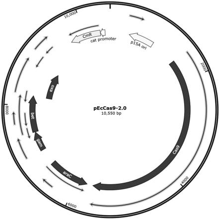 pEcCas9-2.0质粒及其构建方法和应用