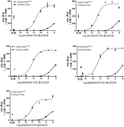 用于治疗癌症的识别KRASG12D的抗CD3的可溶性TORS和融合物的制作方法