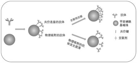 一种高稳定性磁珠的制备方法与流程