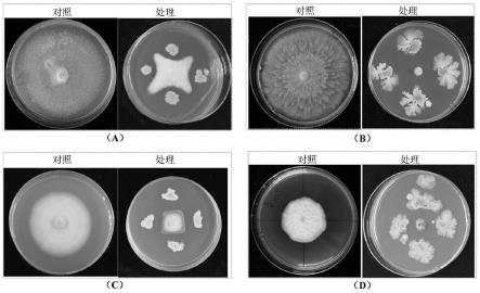 一株贝莱斯芽孢杆菌菌株P87及其在花椒病害防治中的应用