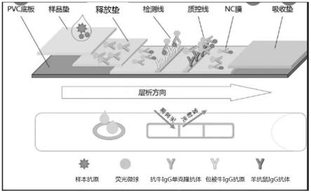 一种用于检测水牛奶中掺假普通牛乳的单克隆抗体及其制备方法和用途与流程