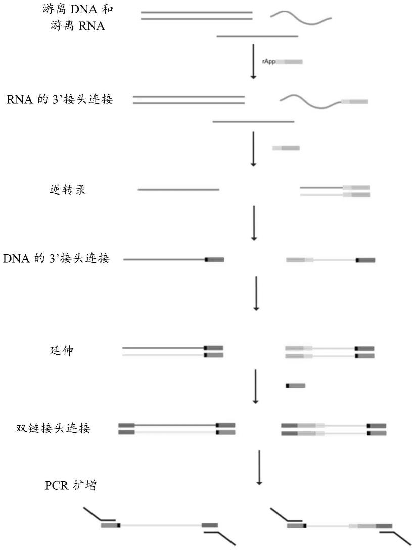 一种对样本中DNA和RNA分子进行标记并同时检测的方法与流程