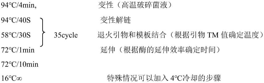 胞外表达人源Ly6d蛋白的重组表达质粒、重组细胞及构建方法与流程