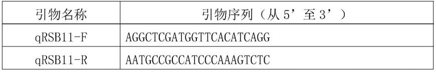 水稻RSB11基因在抗纹枯病中的应用