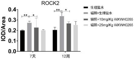 ROCK抑制剂在制备预防和/或治疗放射性肺炎的药物中的用途