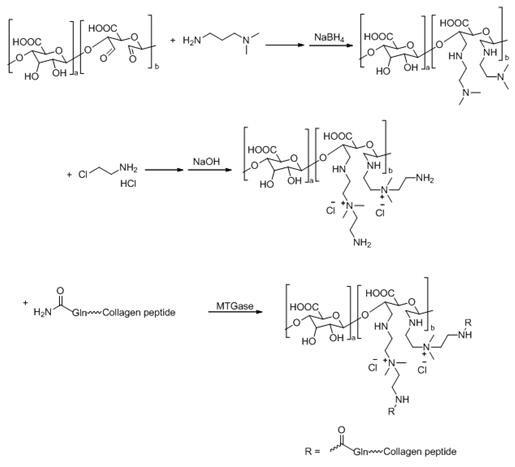 一种多肽接枝海藻酸钠-壳聚糖凝胶的制备方法及其应用与流程