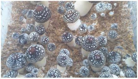 一种大球盖菇不覆土出菇诱导剂及其制备方法与流程