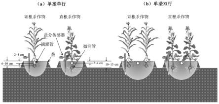 一种盐碱地节水控盐供肥的方法