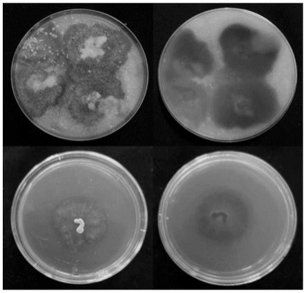 青霉ZC1菌株及其在绿肥残体降解中的应用