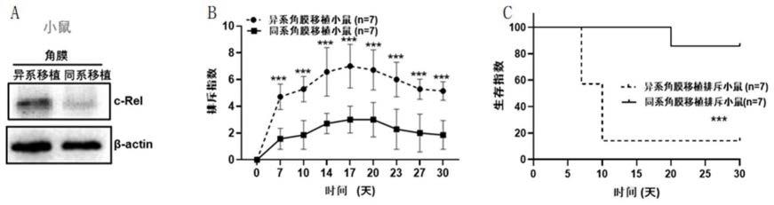 己酮可可碱在角膜移植排斥方面的应用