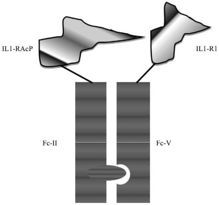 IL1-R1衍生的IL-1β抑制剂及其用途的制作方法