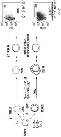 产生工程化记忆样NK细胞及其组合物的方法与流程