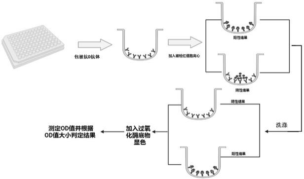 利用红细胞内源性过氧化物酶定量检测RhD抗原的方法与流程