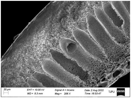 梯度孔结构中空纤维超滤膜大规模纯化mRNA疫苗的工艺方法与流程
