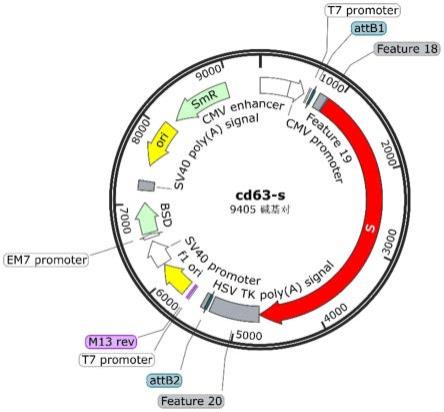 一种基于合成生物学自组装的新冠病毒S蛋白疫苗产生系统和方法