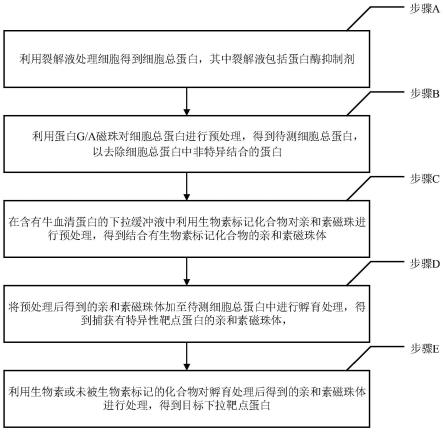 化合物下拉靶点蛋白的方法