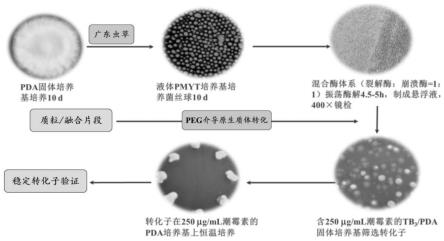 一种PEG