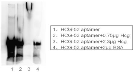 HCG-52及其在特异识别人绒毛促性腺激素中的应用