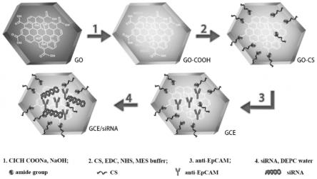 EpCAM单抗修饰的氧化石墨烯纳米粒肿瘤靶向基因递送载体系统