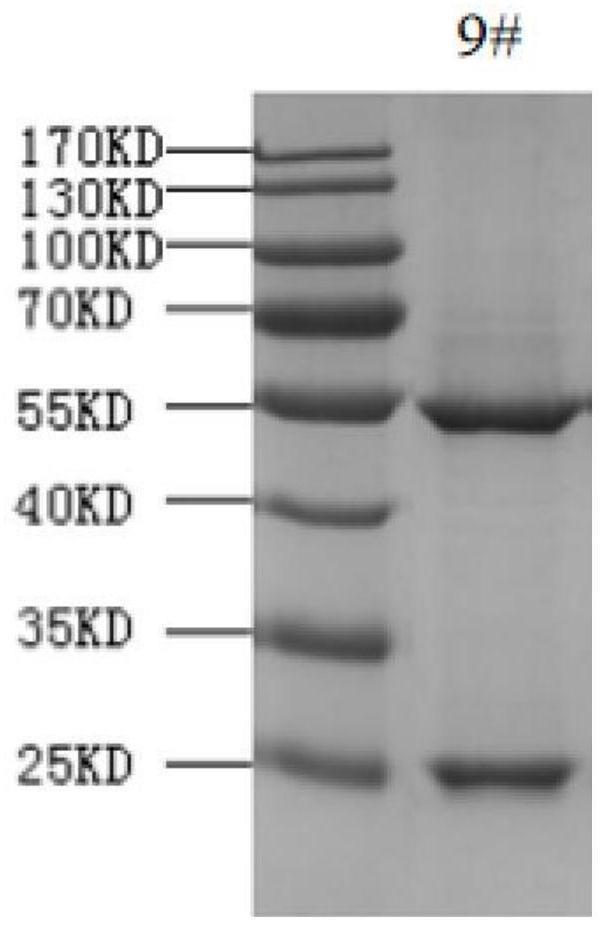 抗草鱼白细胞介素-21单克隆抗体及应用