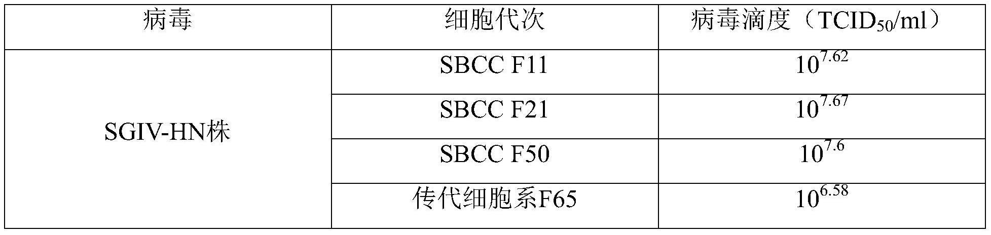 一株鳜鱼脑细胞克隆细胞株及其应用